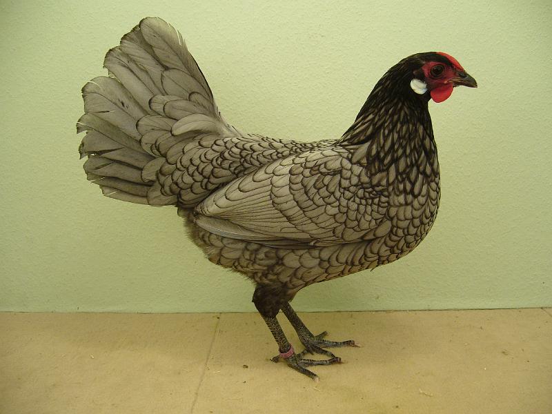 Munster 2009 194.jpg - Zwerg Rheinländer blaugesäumt Marius Wachsmann